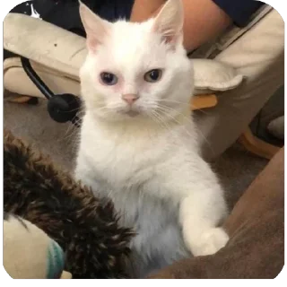 Telegram sticker 😵 Cats