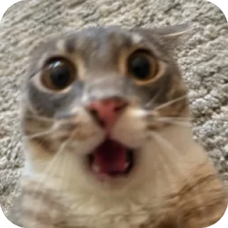 Video sticker 😨 Cats