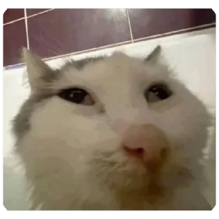 Video sticker 😯 Cats