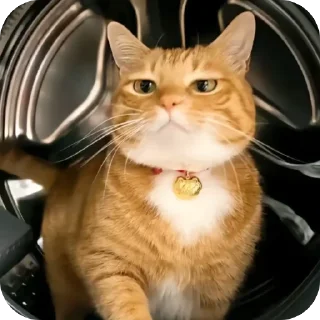 Telegram sticker 😾 Cats