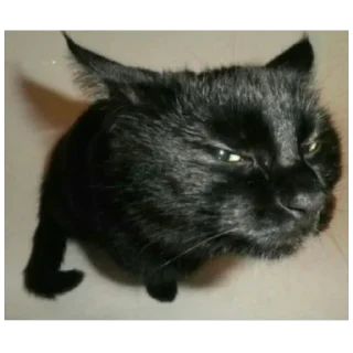 Telegram sticker 🤨 Cats