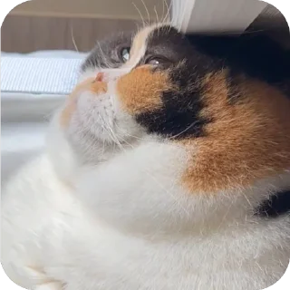 Telegram sticker 👽 Cats