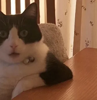 Telegram sticker 😶 Набор говна :: @fStikBot