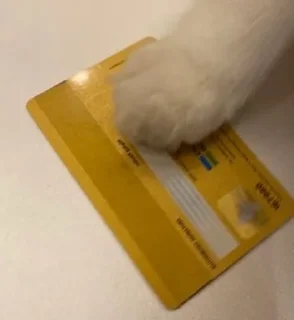 Video sticker 💸 ككااايي @NoufAls