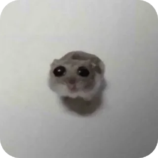 Video sticker 🥺 @woldib
