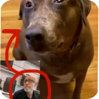 Telegram sticker 🐶 Больше стиков тут: @stikery4