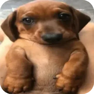 Sticker 🐶 :bkekek
