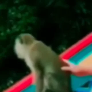 Video sticker 😎 CAPY MONKEY STICKER
