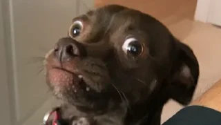 Telegram sticker 😳 Cali Pack 4