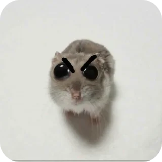 Video sticker 🐱 ستيكر الشافي في العصر القاسي @hattawii