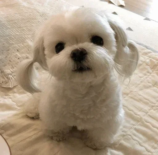 Телеграм стикер 👀 CRIS MJ