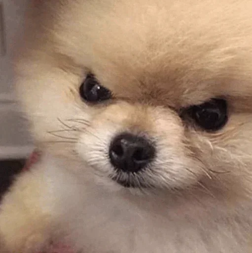 Телеграм стикер 🙂 CRIS MJ