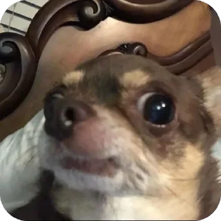 Video sticker 🫥 Redesconjacky