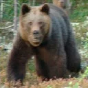 Video sticker 🐻 E 8 А 7 Ь