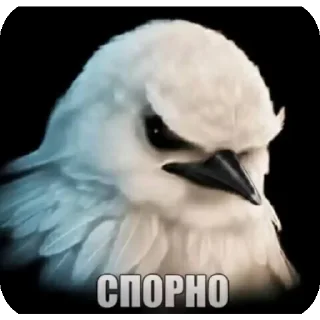 Video sticker 👍 Не уверен