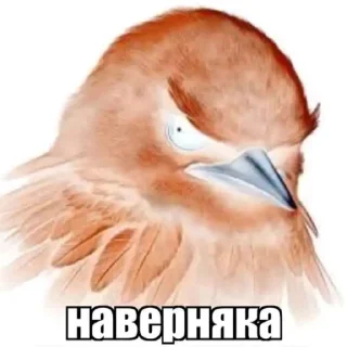 Video sticker 👍 Не уверен