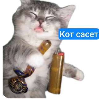 Telegram sticker 🐱 Говно
