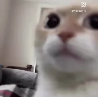 Video sticker 🙂 Больше стикеров тут: @stikery_emodzi_memy