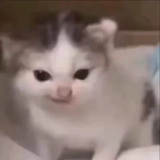 Video sticker 🤬 Больше стикеров тут: @stikery_emodzi_memy