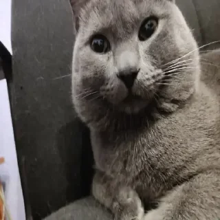 Telegram stiker 🤥 Взгляни -> @EREZYBACK ❀❀❀❀❀❀❀ :: @fStikBot