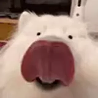 Video sticker 👅 Сборник стикосиков
