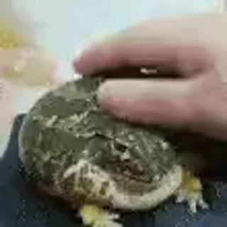 Video sticker 🤗 Сборник стикосиков