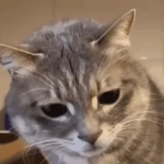 Video sticker 🥛 Сборник стикосиков