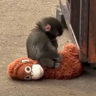 Video sticker 😔 yo