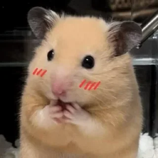 Telegram sticker ☺️ yo