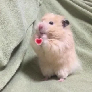 Telegram sticker ❤️ yo