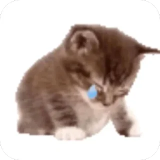Video sticker 🫥 Lil Nurchik 粪