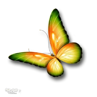 Video sticker 🐝 @gifsandimages  🦋Butterfly🦋 — @stckrRobot