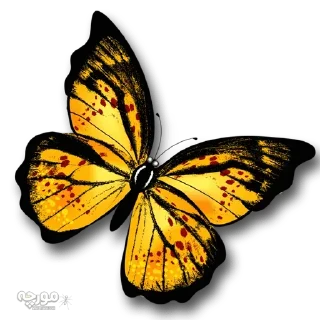 Video sticker 🐝 @gifsandimages  🦋Butterfly🦋 — @stckrRobot