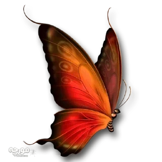 Video sticker 🐝 @gifsandimages  🦋Butterfly🦋 — @stckrRobot