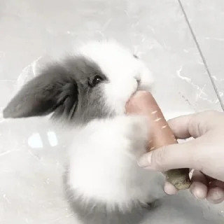 Video sticker 🥕 кролич4ки @kotikmoinarkotik
