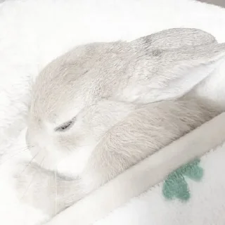 Telegram sticker 😴 кролич4ки @kotikmoinarkotik