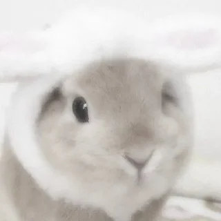 Video sticker 🐰 кролич4ки @kotikmoinarkotik