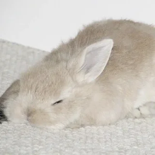 Video sticker 💤 кролич4ки @kotikmoinarkotik