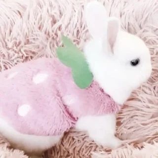 Telegram sticker 🍓 кролич4ки @kotikmoinarkotik