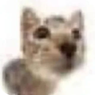 Telegram sticker 🤲 Котики 3 @zepp1e