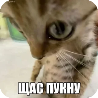 Telegram sticker 🐱 Котики 3 @zepp1e