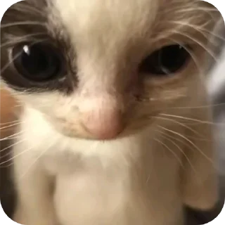 Telegram sticker 🐱 Котики 3 @zepp1e