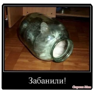 Telegram sticker 🐶 Котики 3 @zepp1e