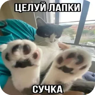 Telegram sticker 🐱 Котики 3 @zepp1e