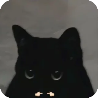 Video sticker 🐱 Котики 3 @zepp1e