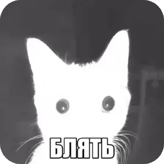 Video sticker 🐱 Котики 3 @zepp1e