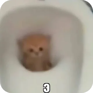 Video sticker 🤲 Котики 3 @zepp1e