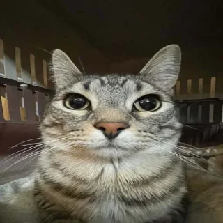 Telegram sticker 🤨 1 @kbomx