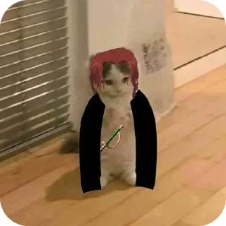 Video sticker 🎢 .