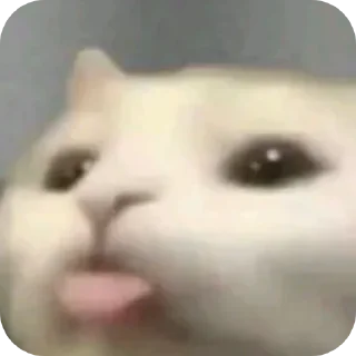 Telegram sticker 🤲 @JustNPC69 :: @fStikBot